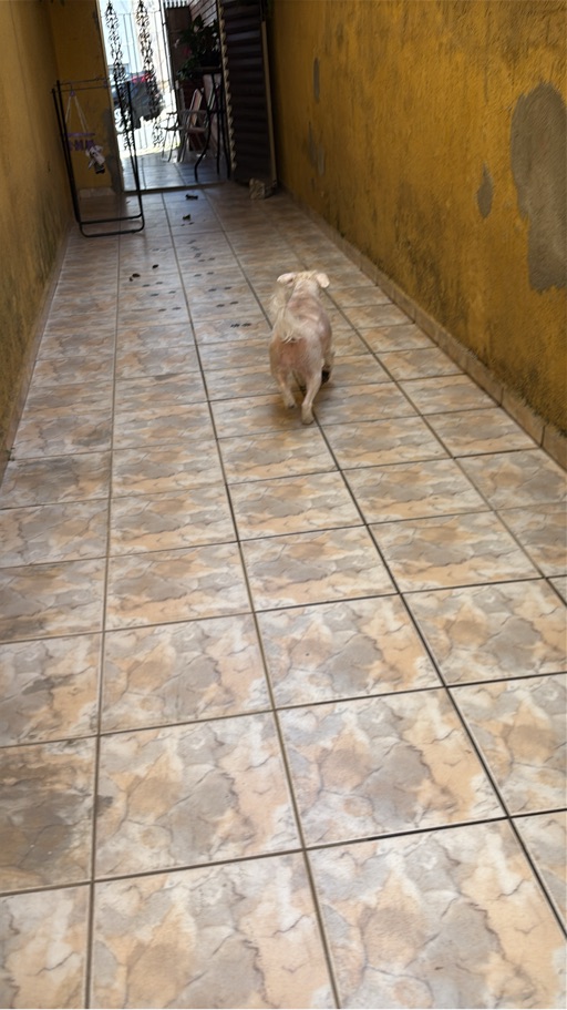 Foto 4 da galeria