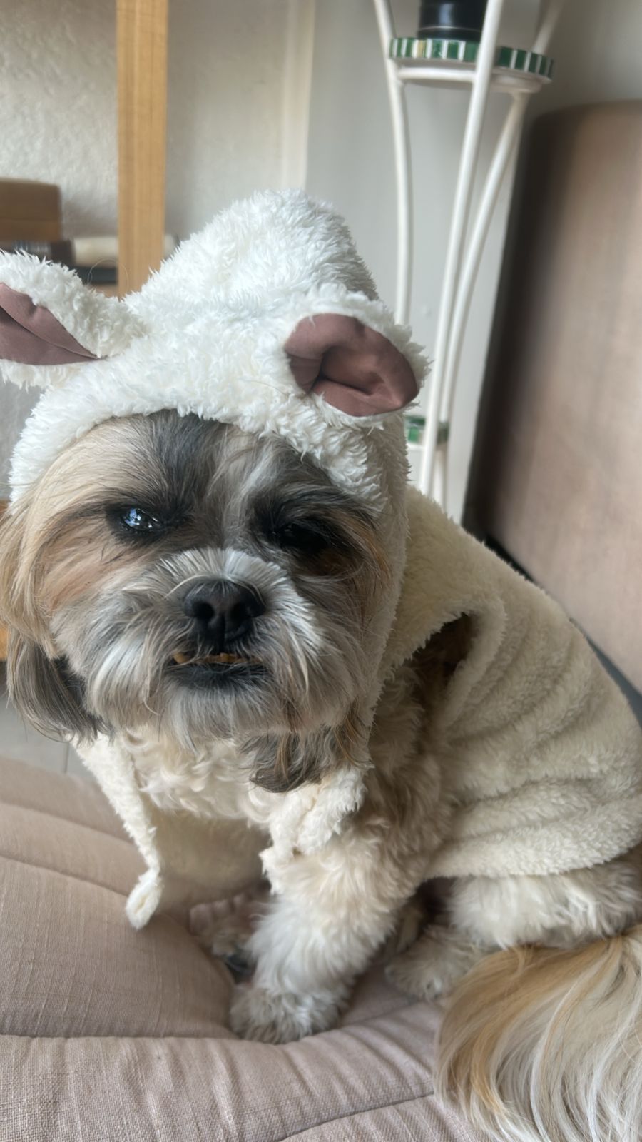 Foto 4 da galeria